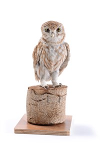 Image description is not available for 1983.127.1